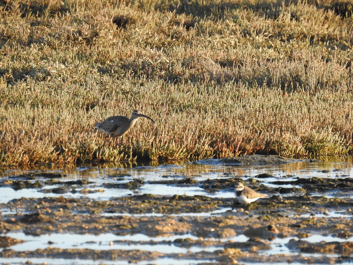 Whimbrel - ML643176494