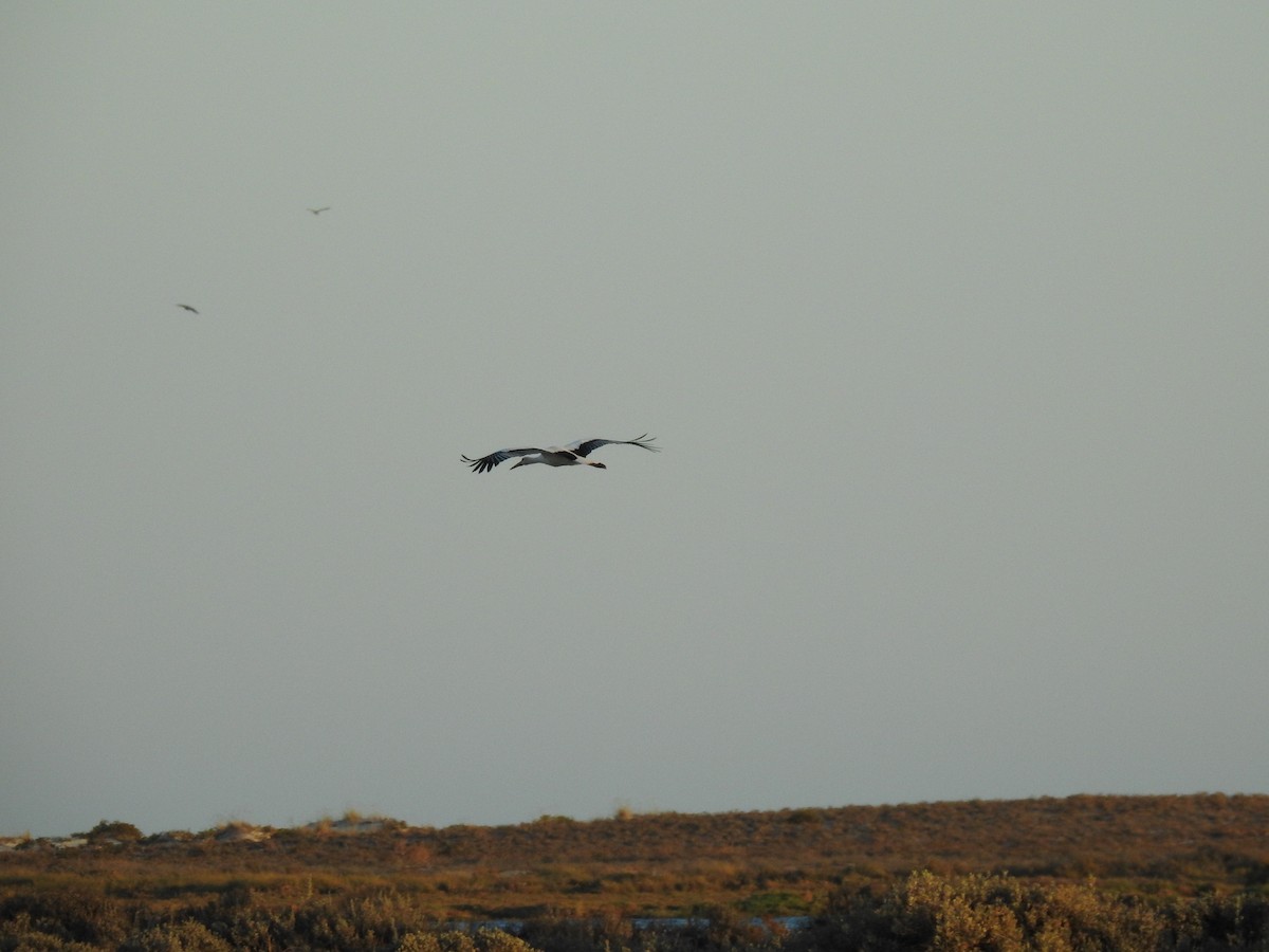 White Stork - ML643176511