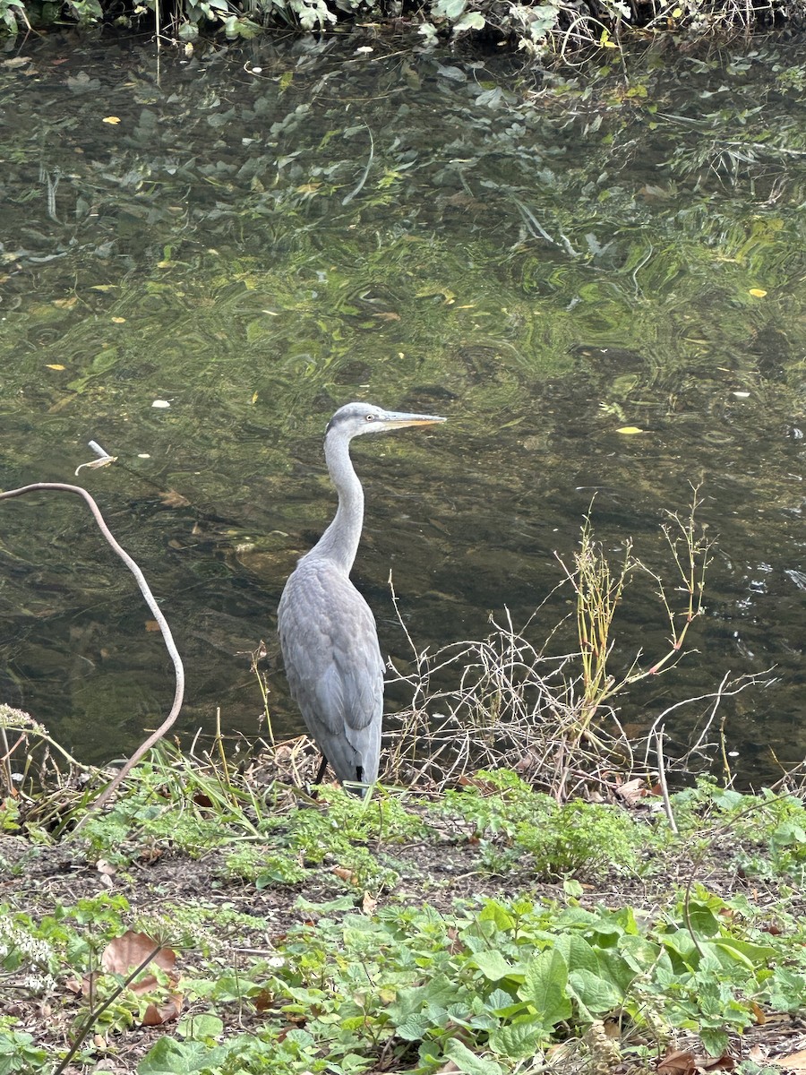 Gray Heron - ML643176513