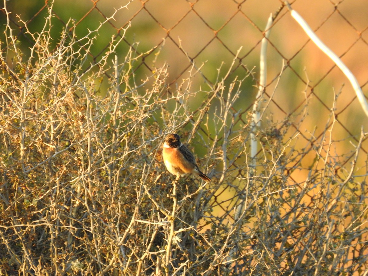 European Stonechat - ML643176514