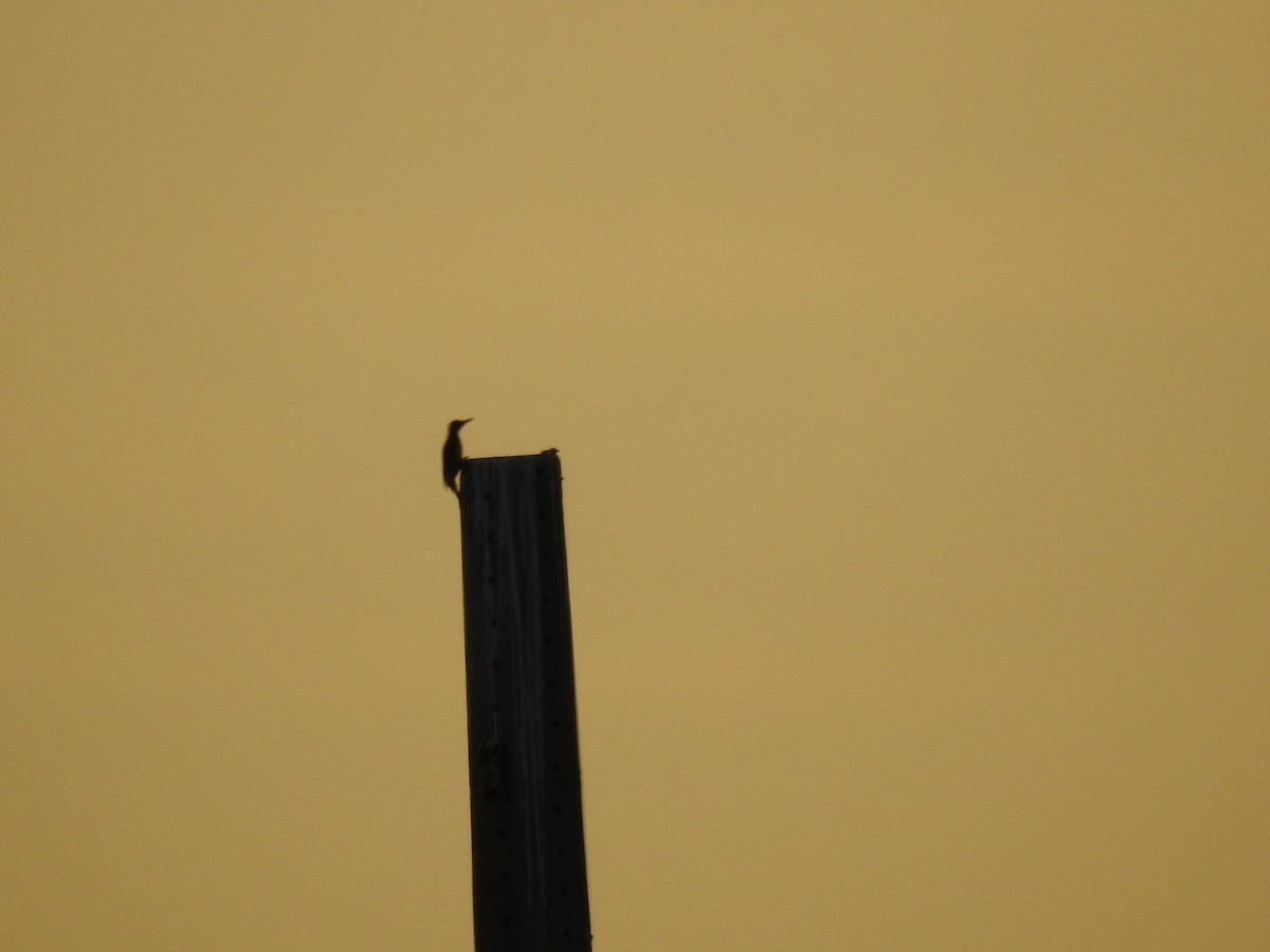 Iberian Green Woodpecker - ML643176524