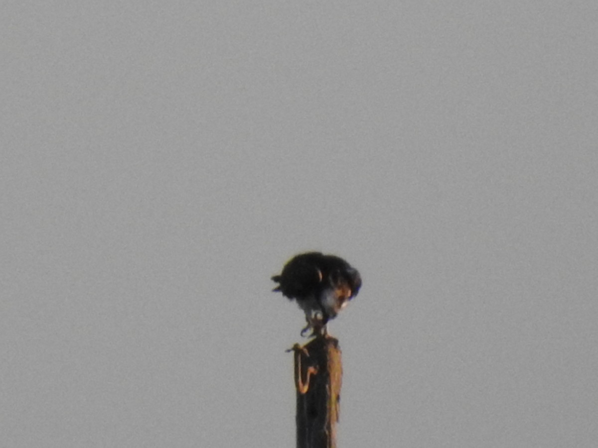 Osprey - ML643176528