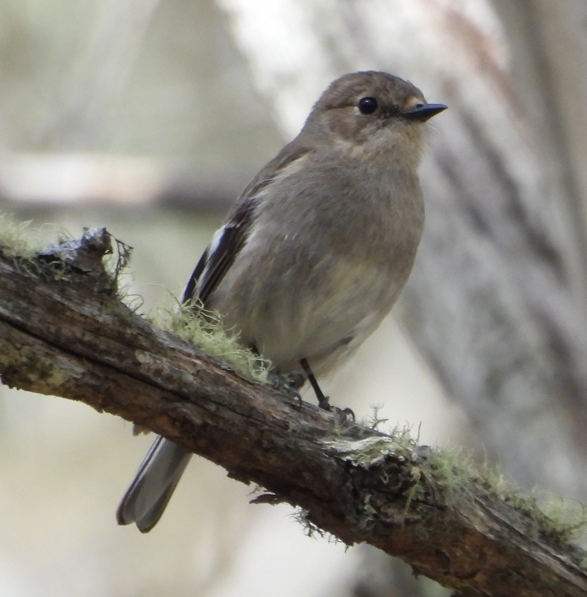 Flame Robin - ML643176598