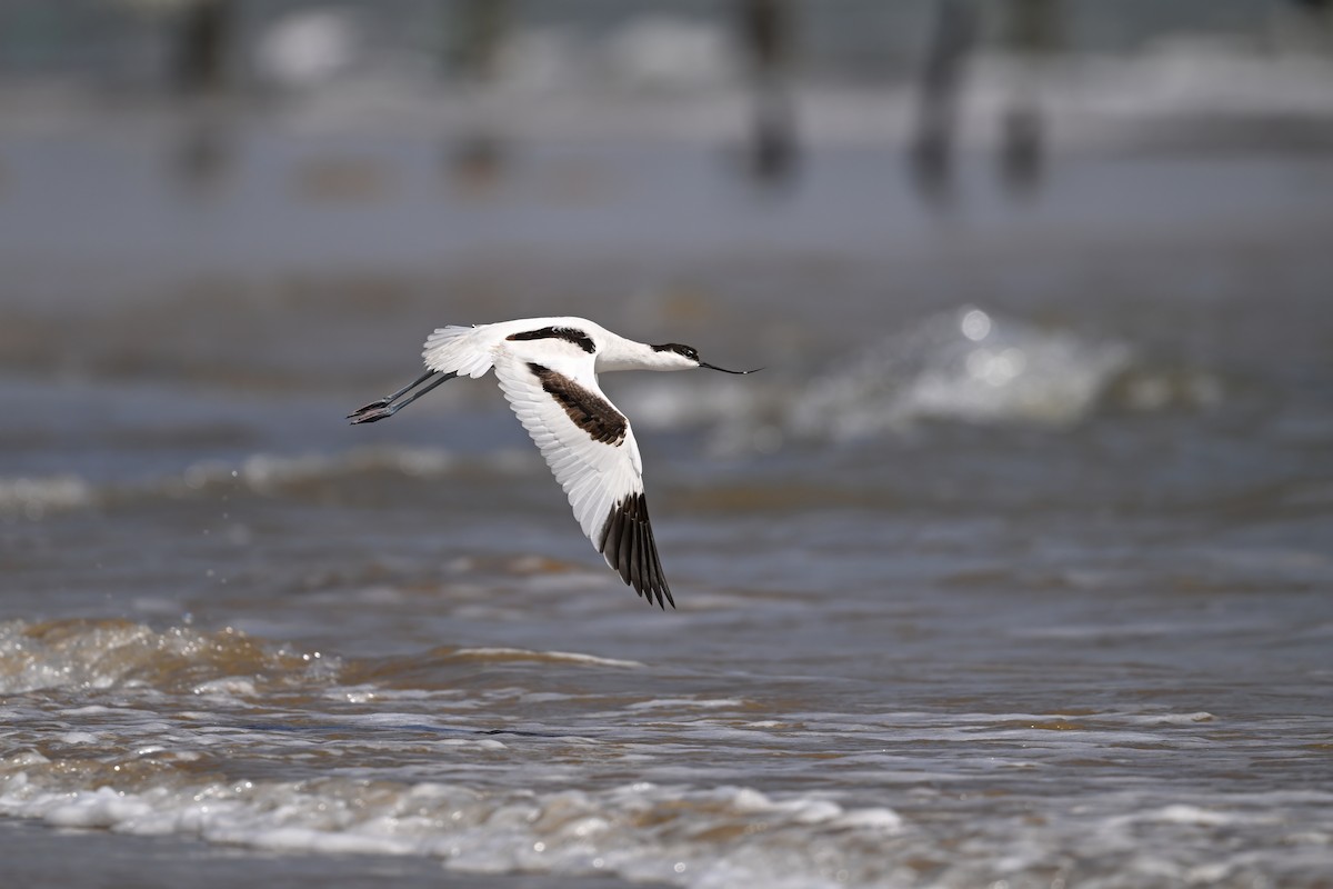 Avocetta - ML643176612