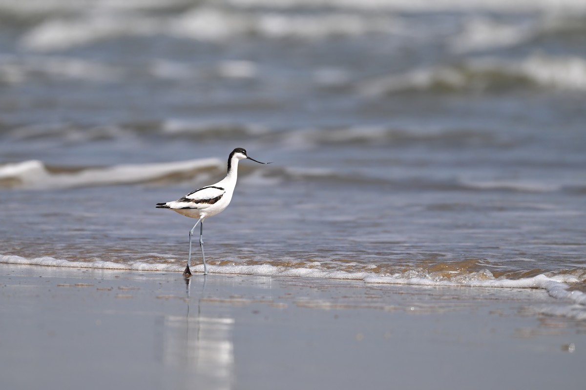 Avocetta - ML643176613