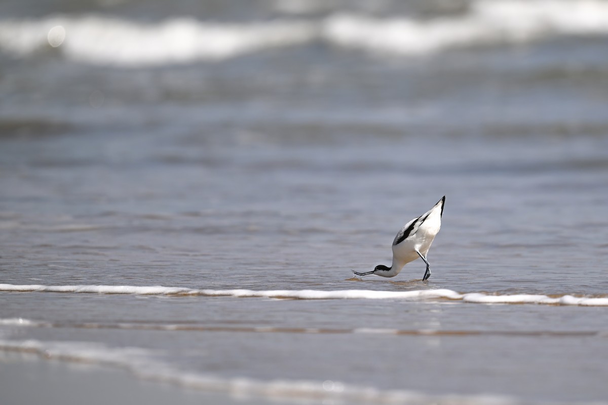 Avocetta - ML643176618