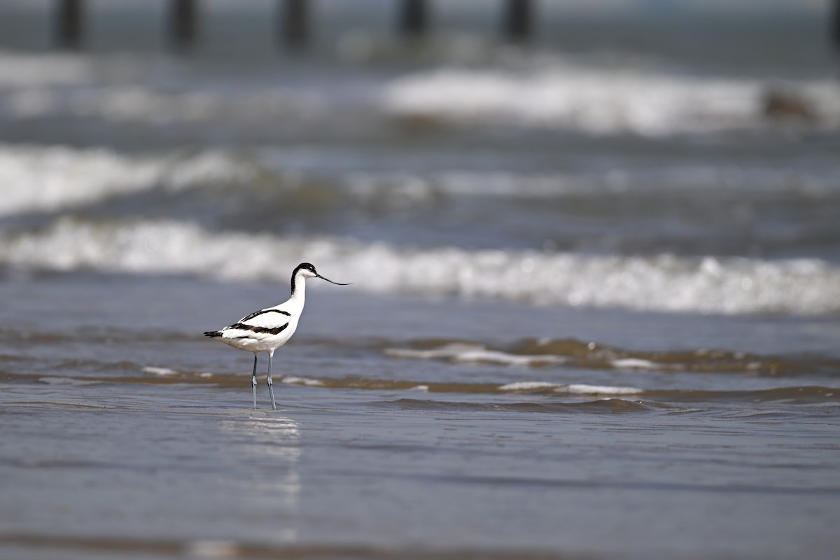 Avocetta - ML643176619