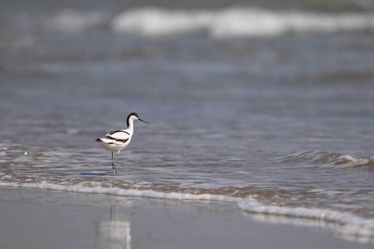 Avocetta - ML643176620