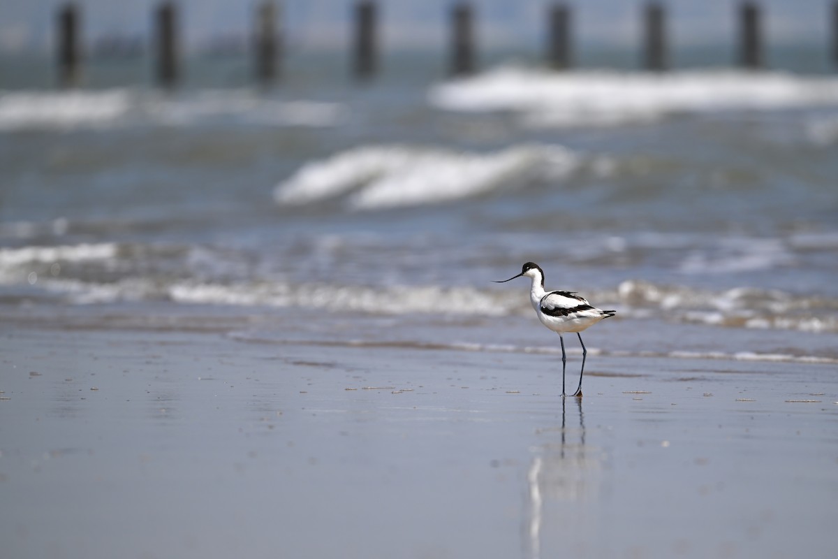 Avocetta - ML643176621