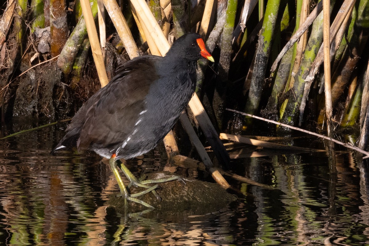 Common Gallinule - ML643176624