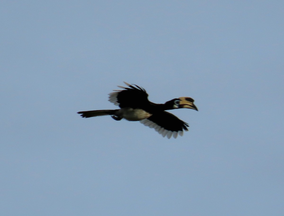 Oriental Pied-Hornbill - ML643176625