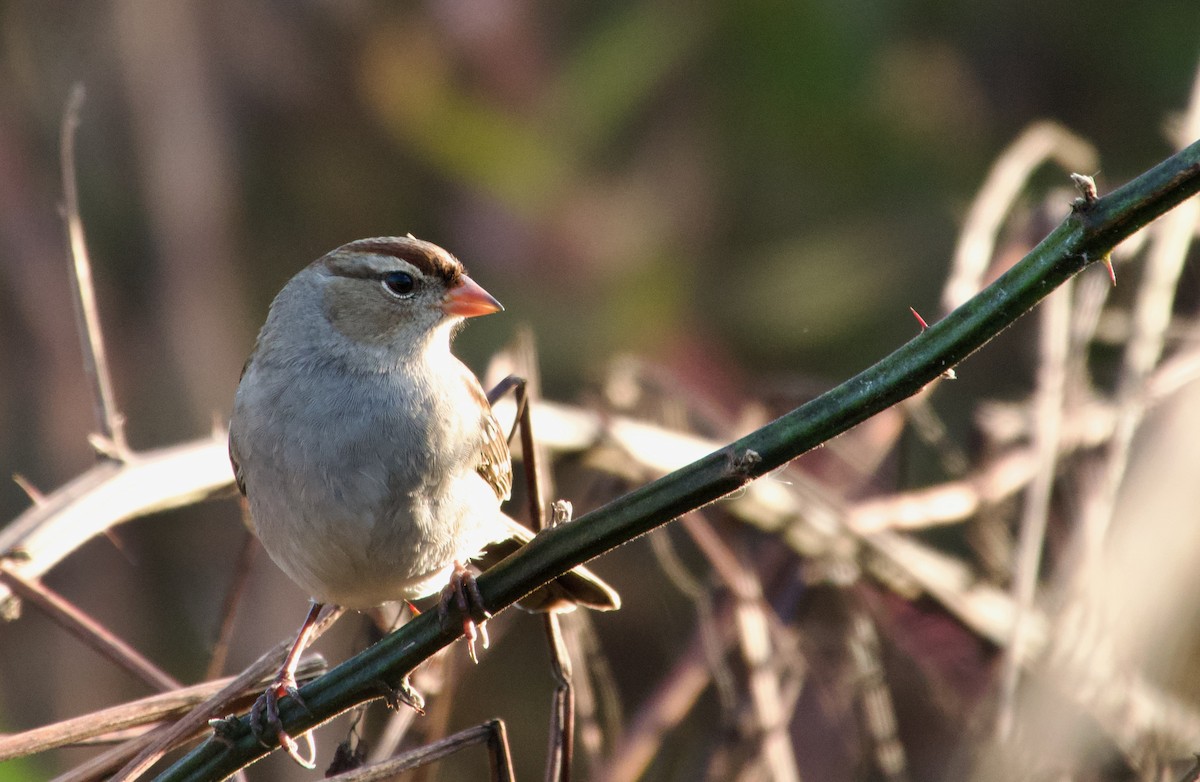 White-crowned Sparrow - ML643176626