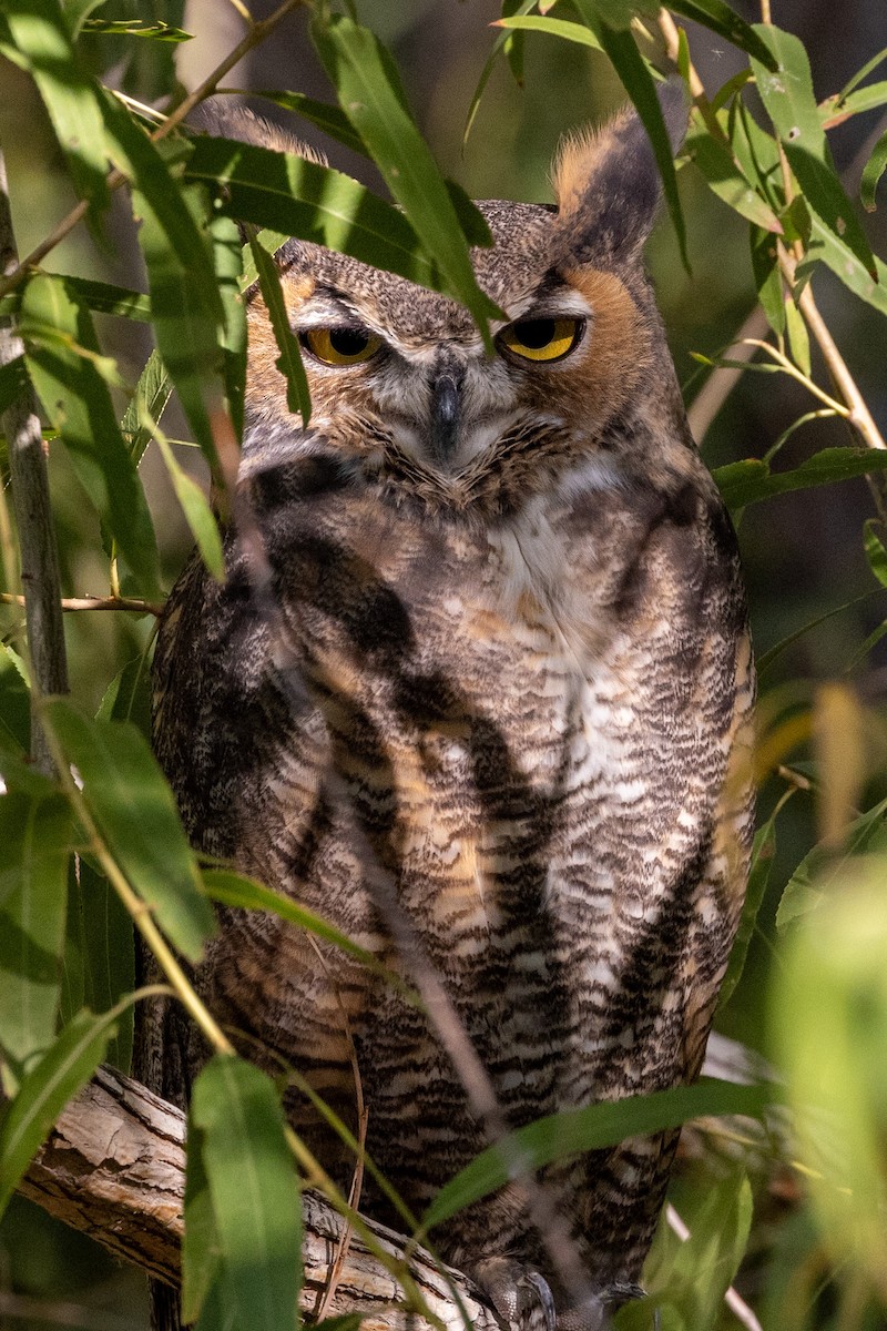 Great Horned Owl - ML643176628