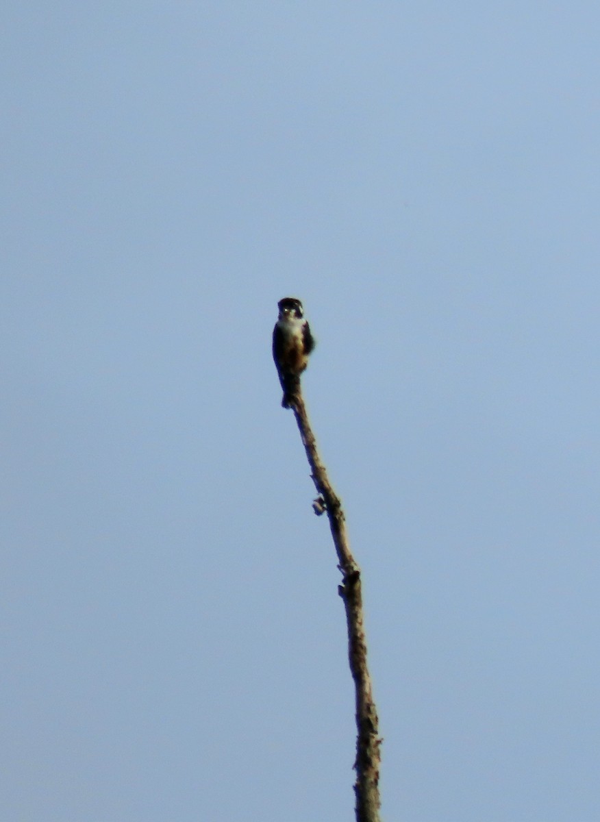 Black-thighed Falconet - ML643176662