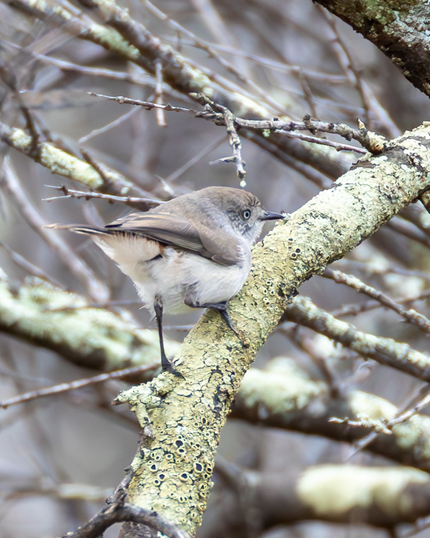 Chestnut-rumped Thornbill - ML643176678