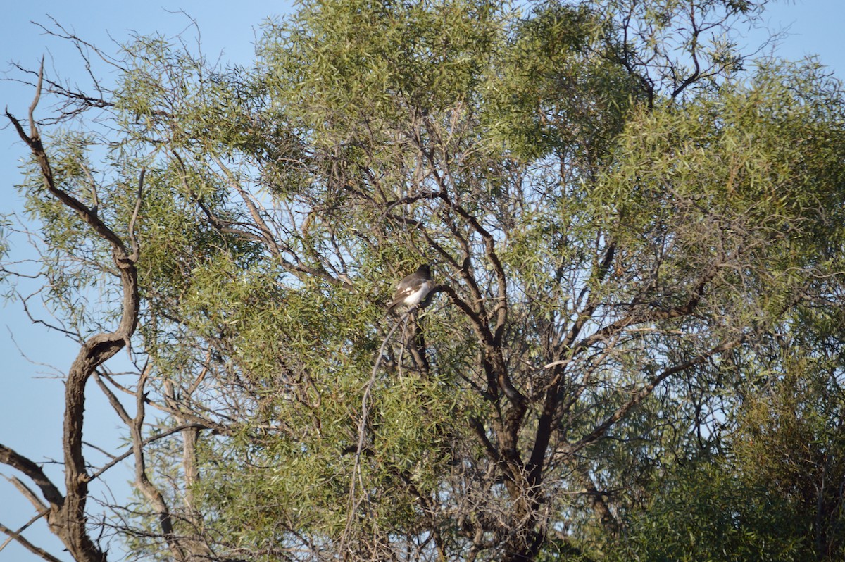 Pied Butcherbird - ML643176690