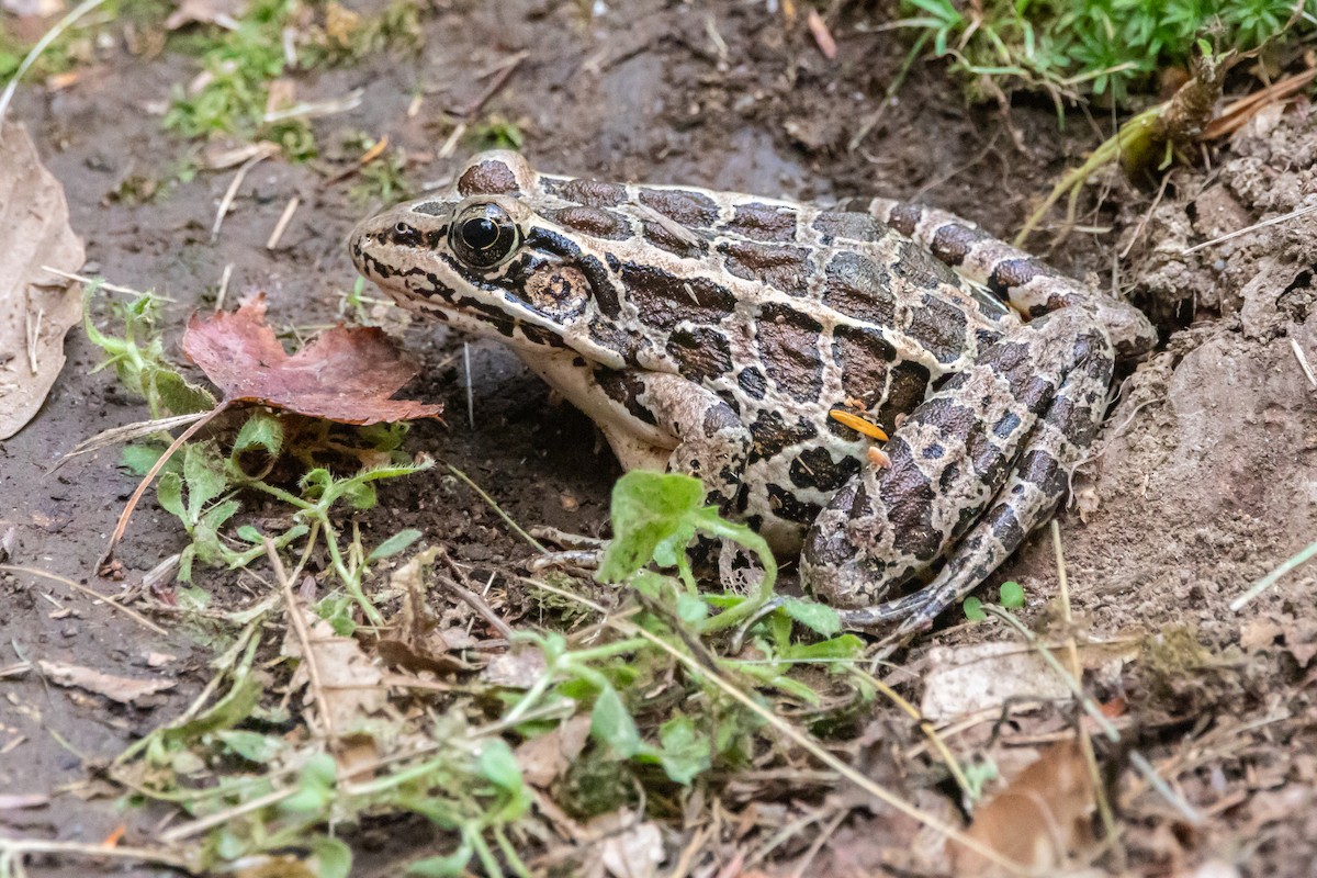 Northern Leopard Frog - ML643176696
