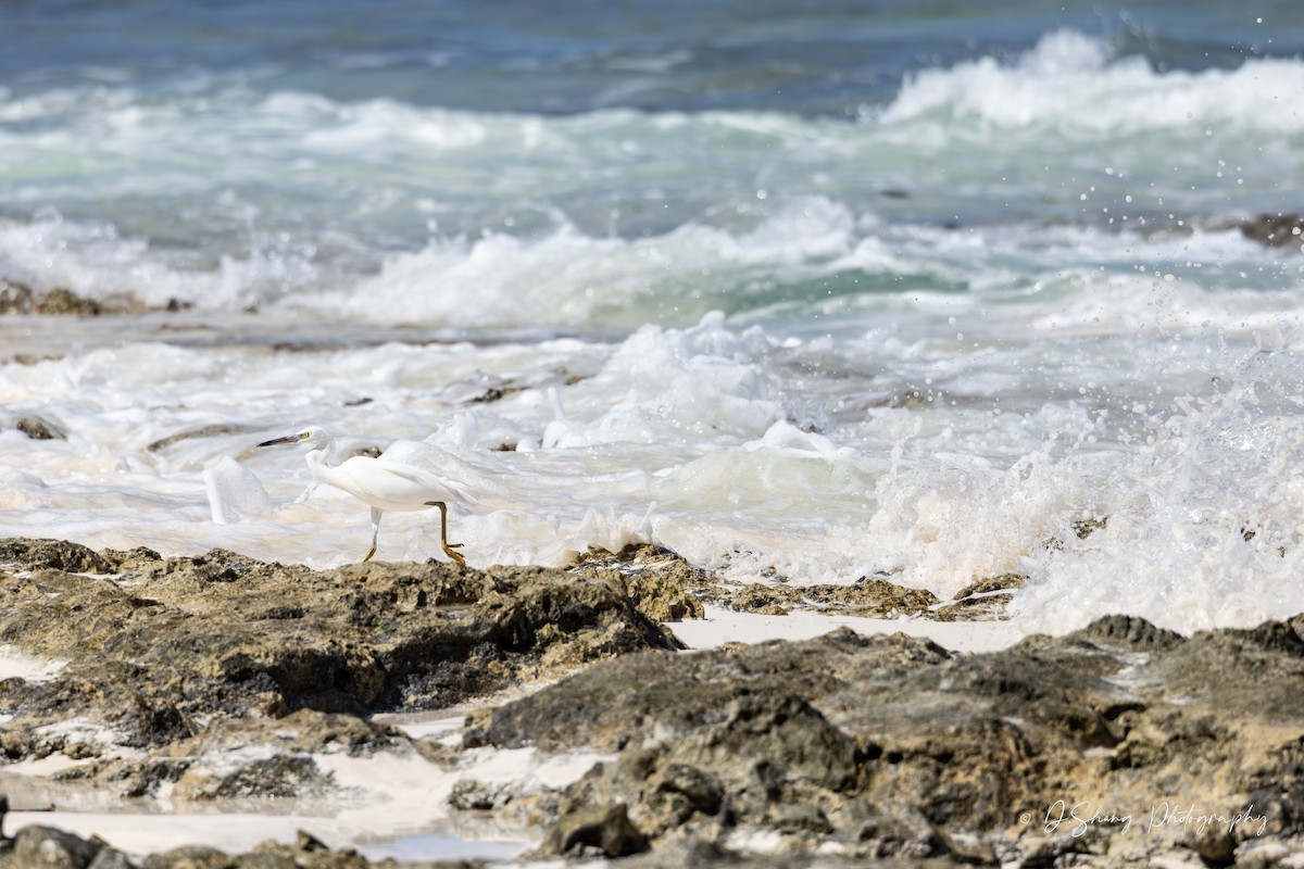 Pacific Reef-Heron - ML643176700