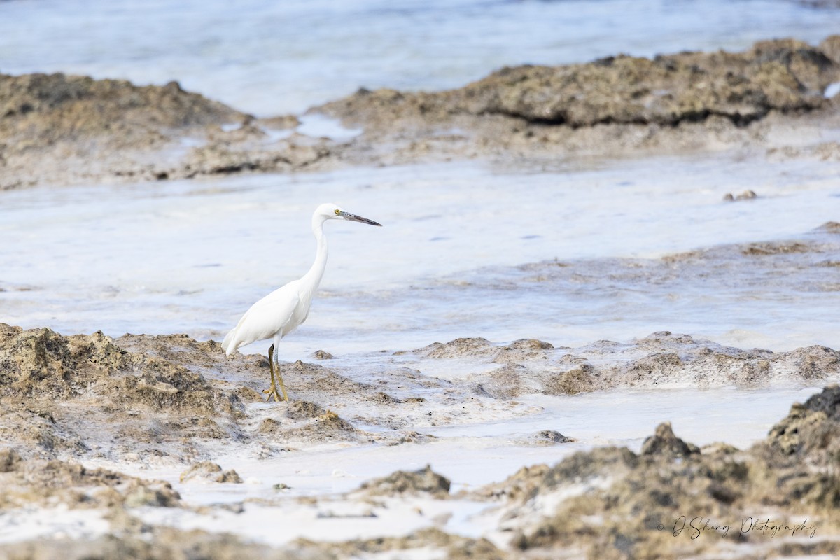 Pacific Reef-Heron - ML643176701