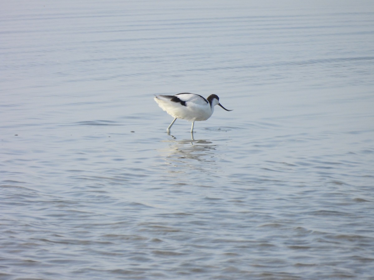 Avocetta - ML643176702