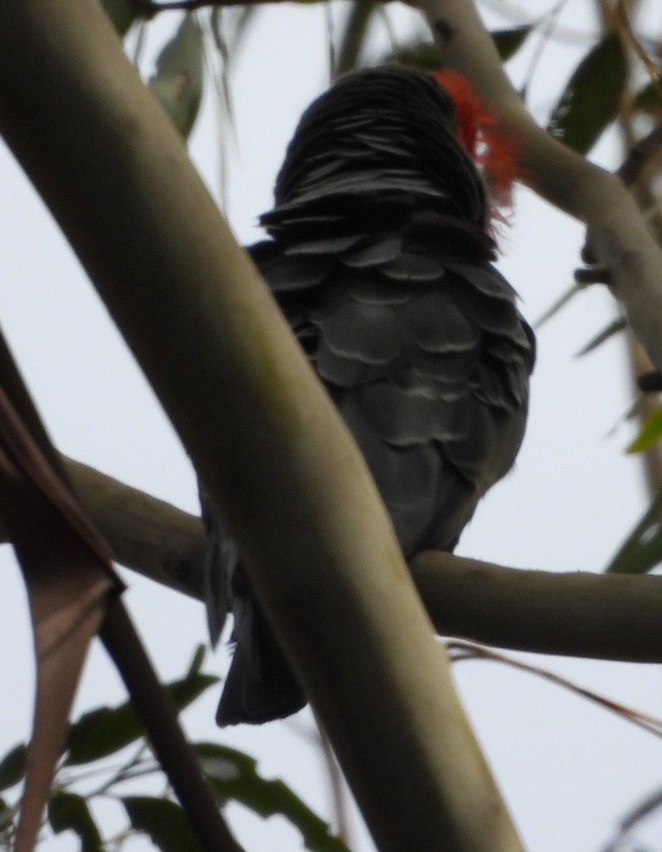 Gang-gang Cockatoo - ML643176712
