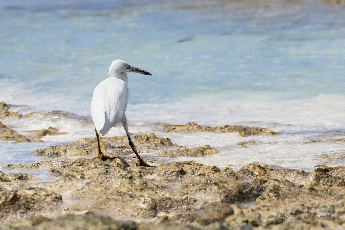 Pacific Reef-Heron - ML643176714