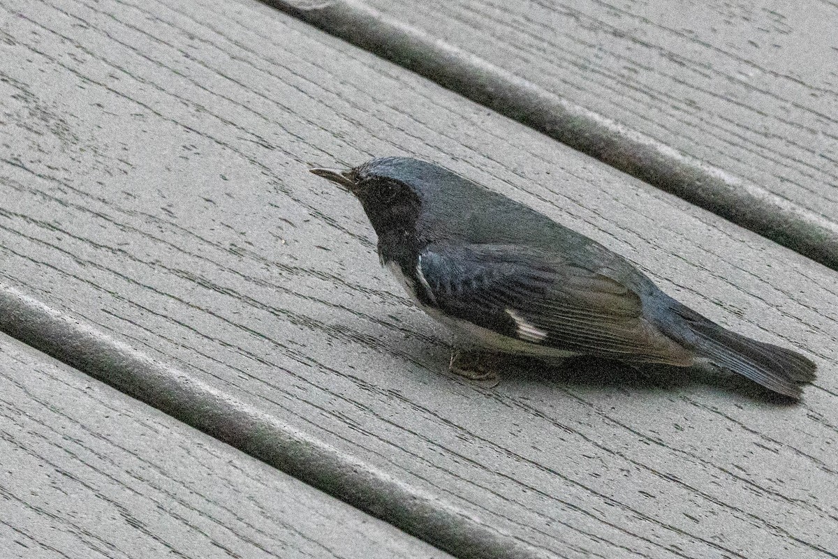 Black-throated Blue Warbler - ML643176720