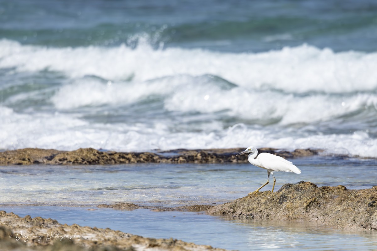 Pacific Reef-Heron - ML643176740