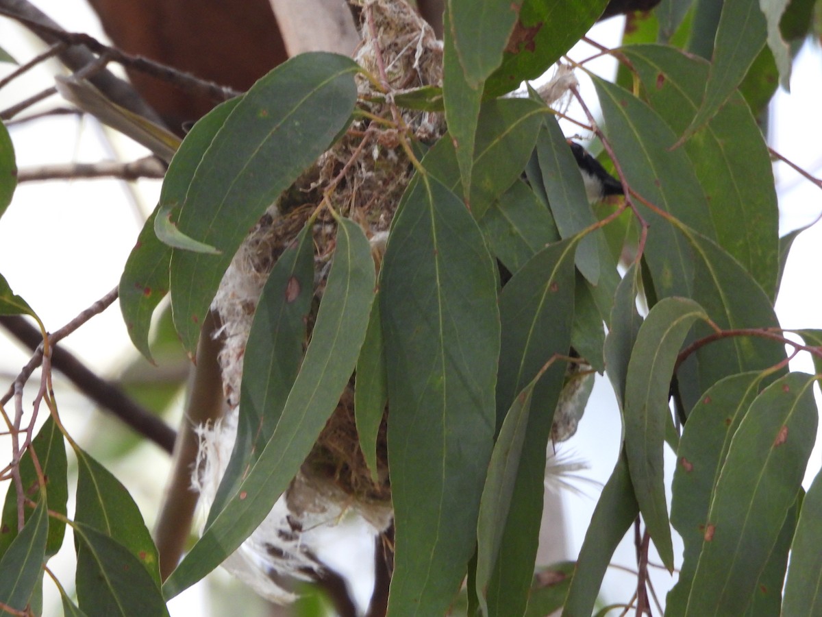 White-naped Honeyeater - ML643176741
