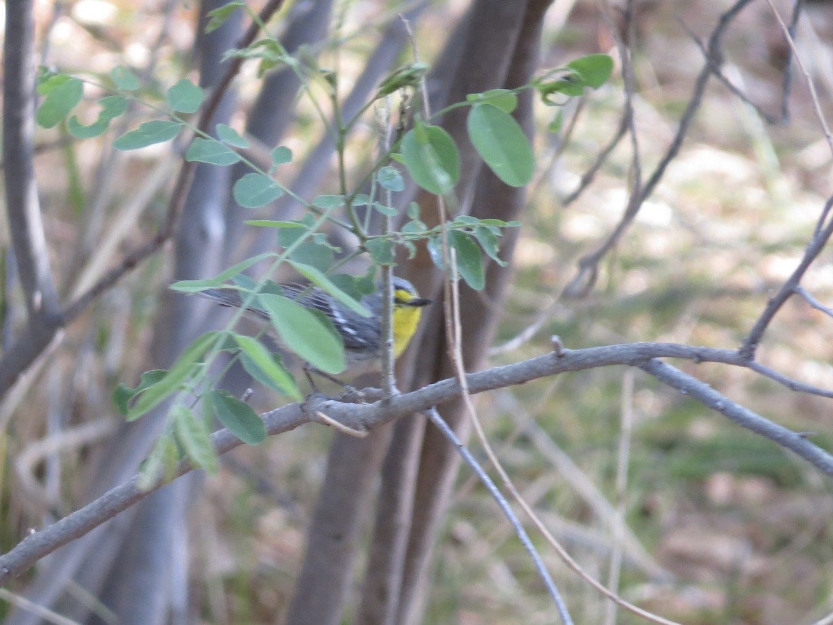 Grace's Warbler - ML643176743