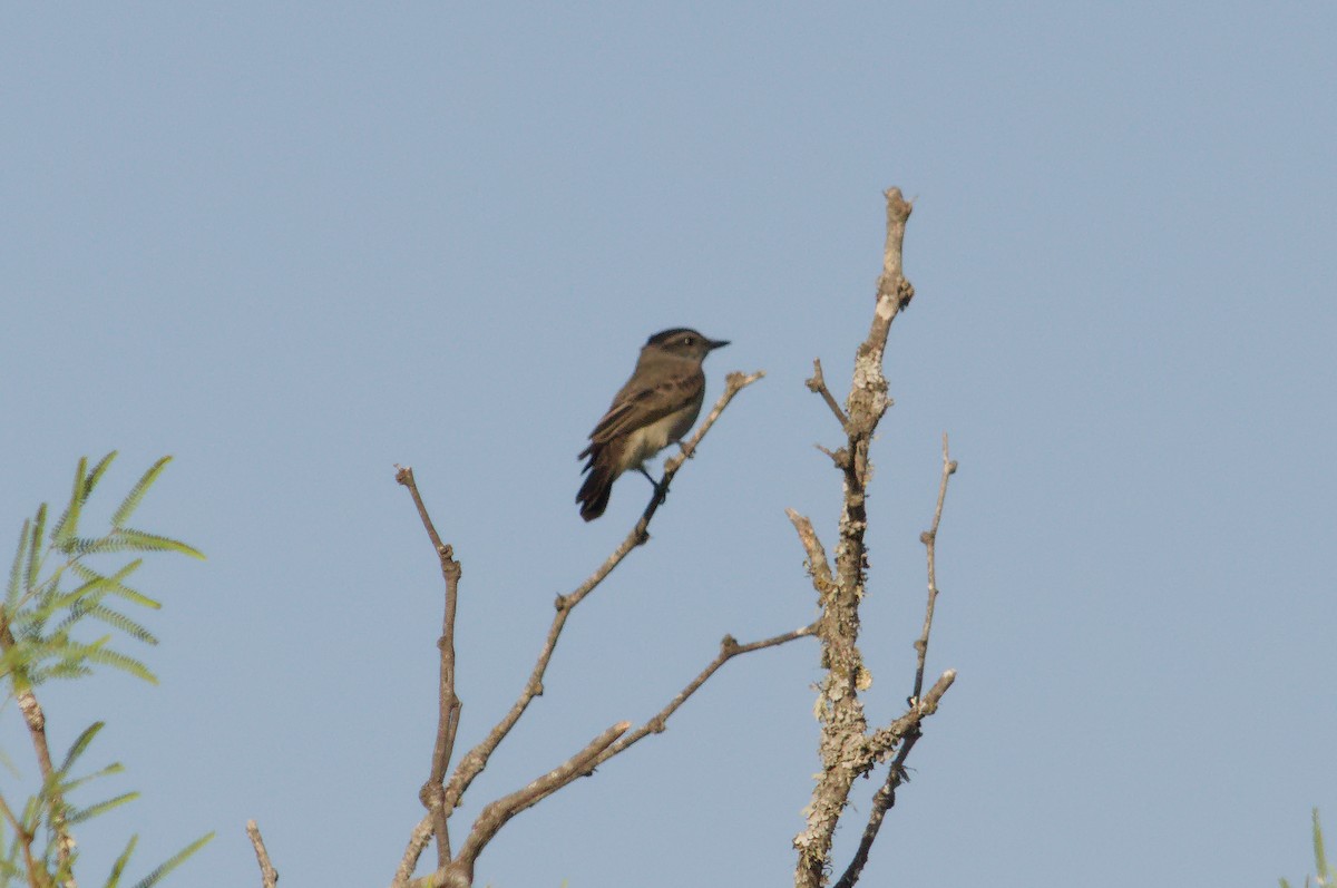 Crowned Slaty Flycatcher - ML643176745