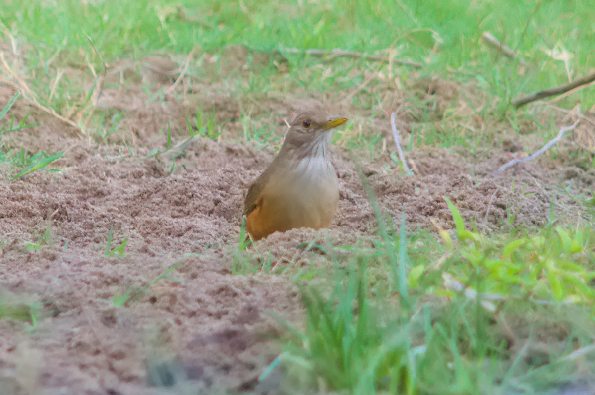 Rufous-bellied Thrush - ML643176746