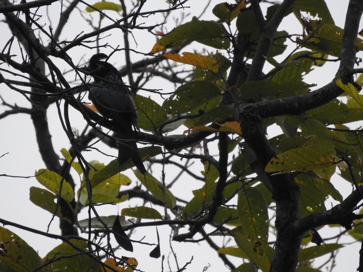 Greater Racket-tailed Drongo - ML643176750