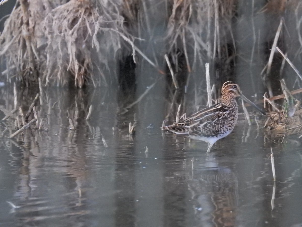Common Snipe - ML643176763