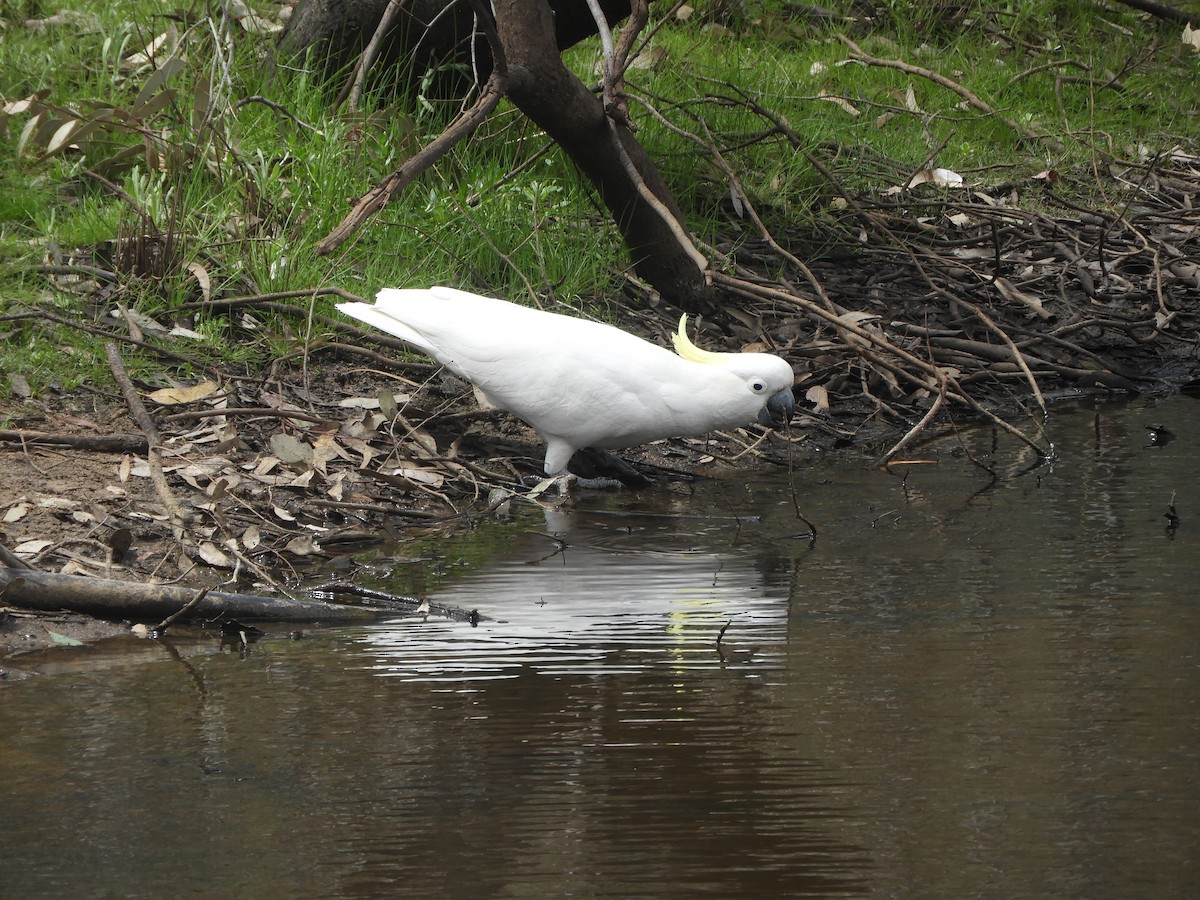 Sulphur-crested Cockatoo - ML643176764