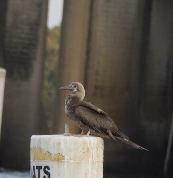 Red-footed Booby - ML643176769