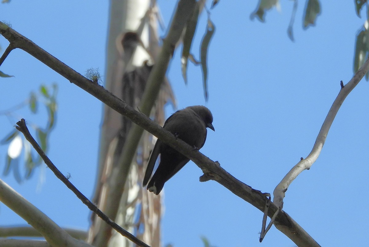 Dusky Woodswallow - ML643176770