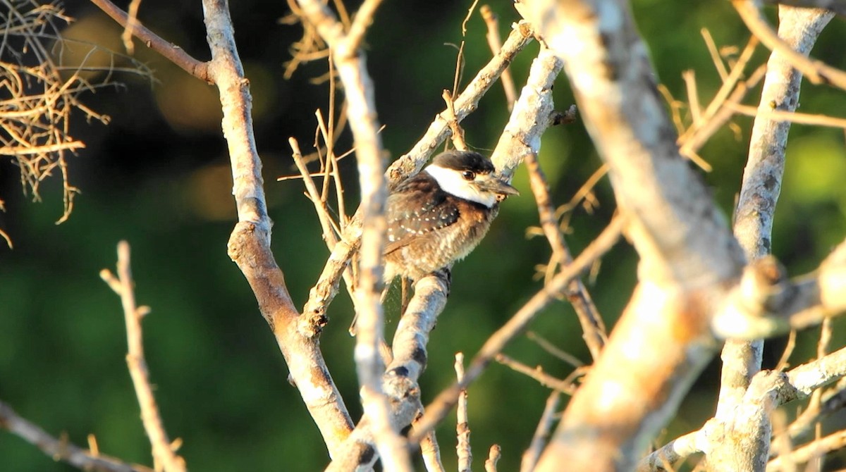 Brown-banded Puffbird - ML643176773