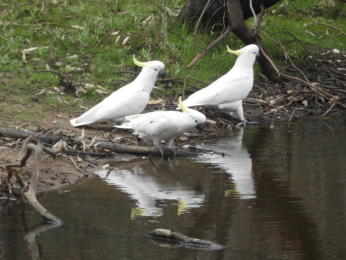 Sulphur-crested Cockatoo - ML643176779