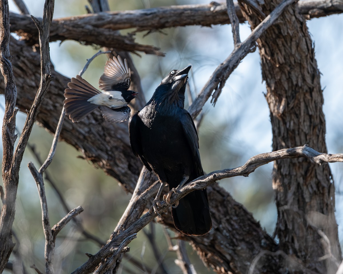 Australian Raven - ML643176783
