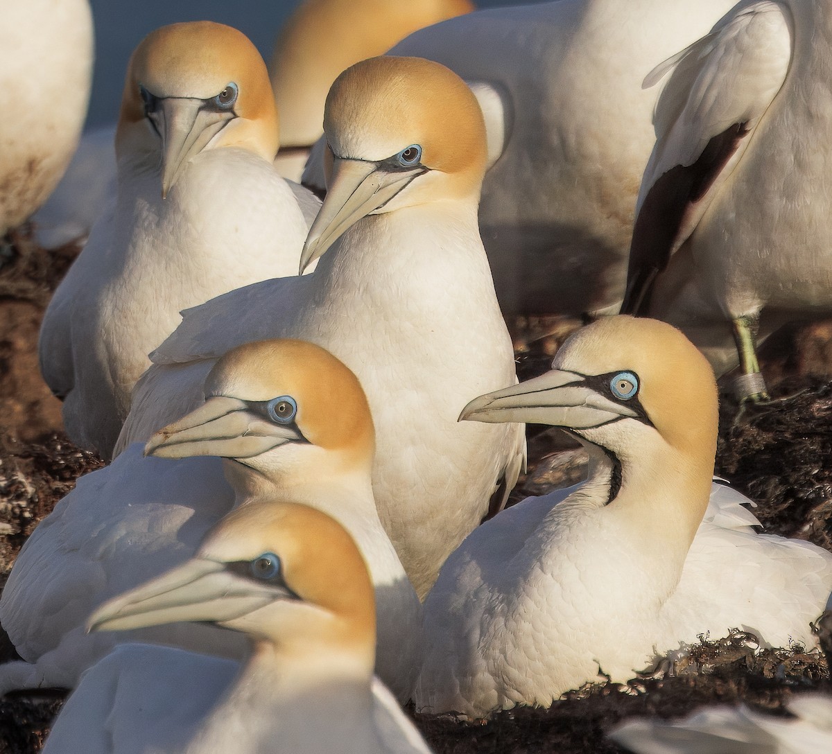 Cape Gannet - ML643176807