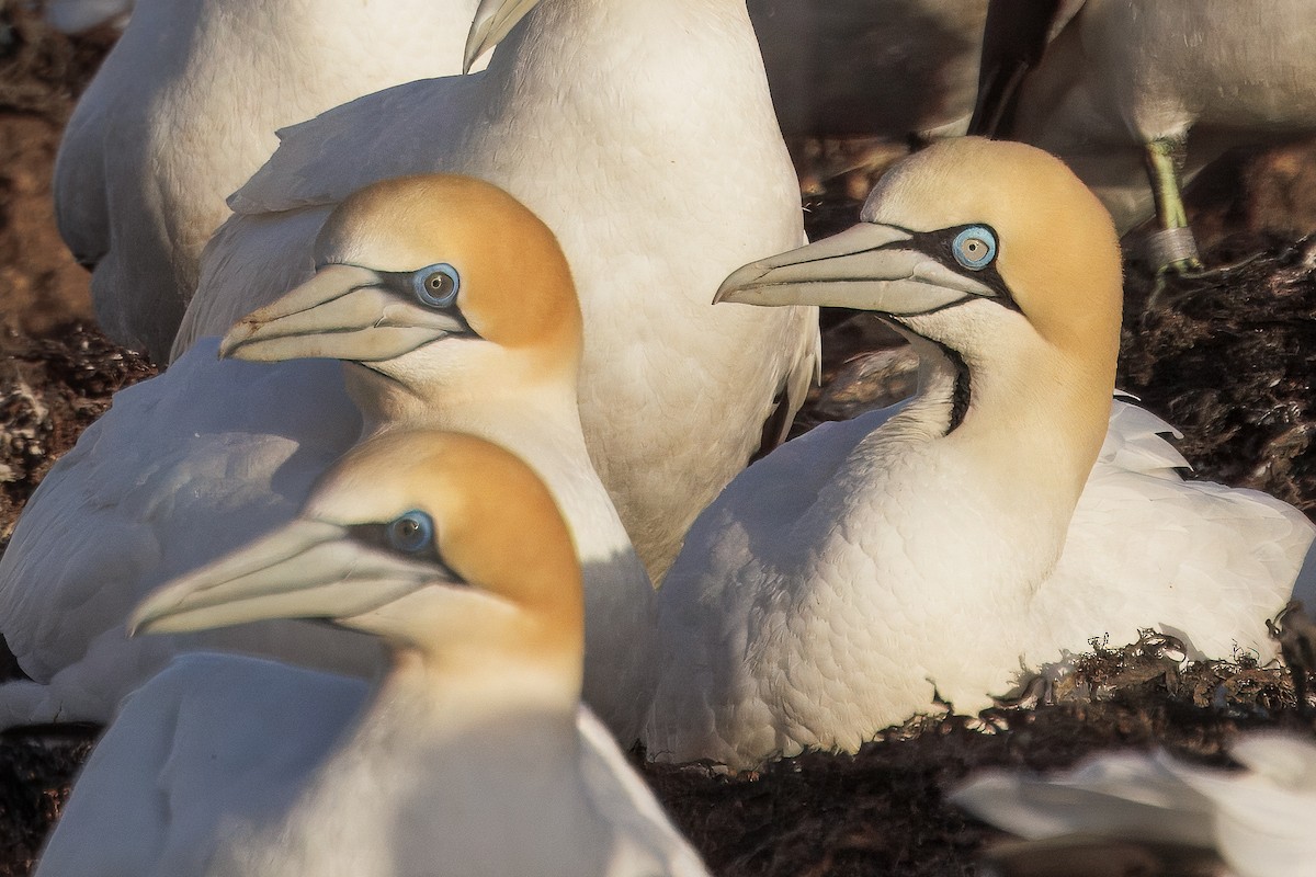 Cape Gannet - ML643176808