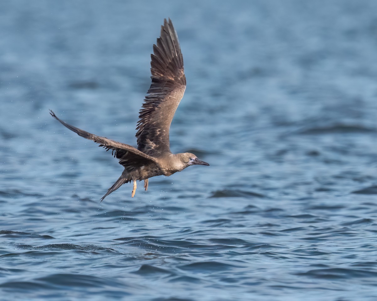 Red-footed Booby - ML643176809