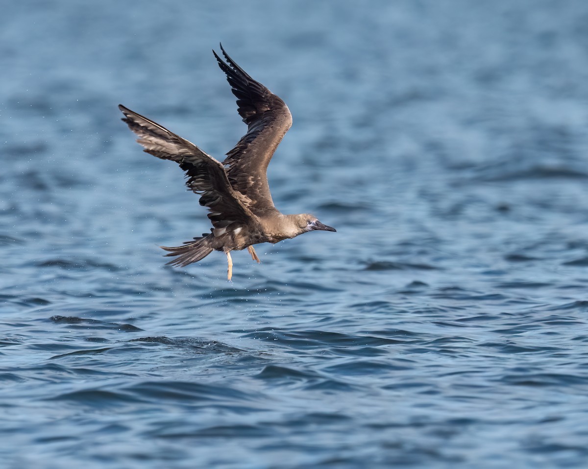 Red-footed Booby - ML643176810
