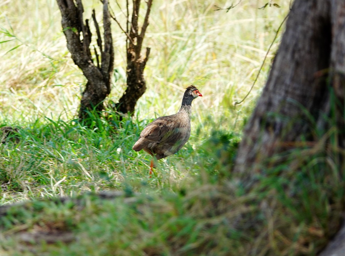 Francolin à gorge rouge - ML643176817