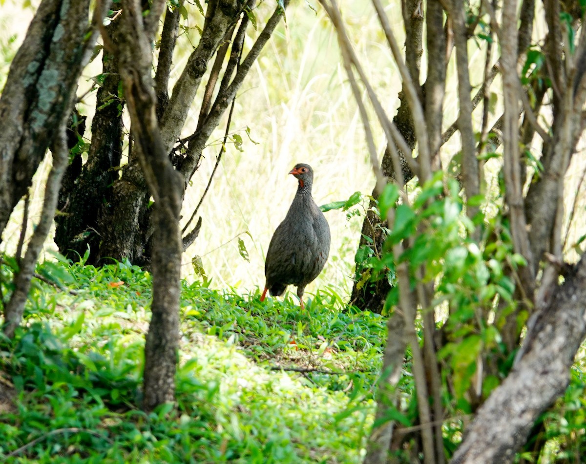 Francolin à gorge rouge - ML643176818