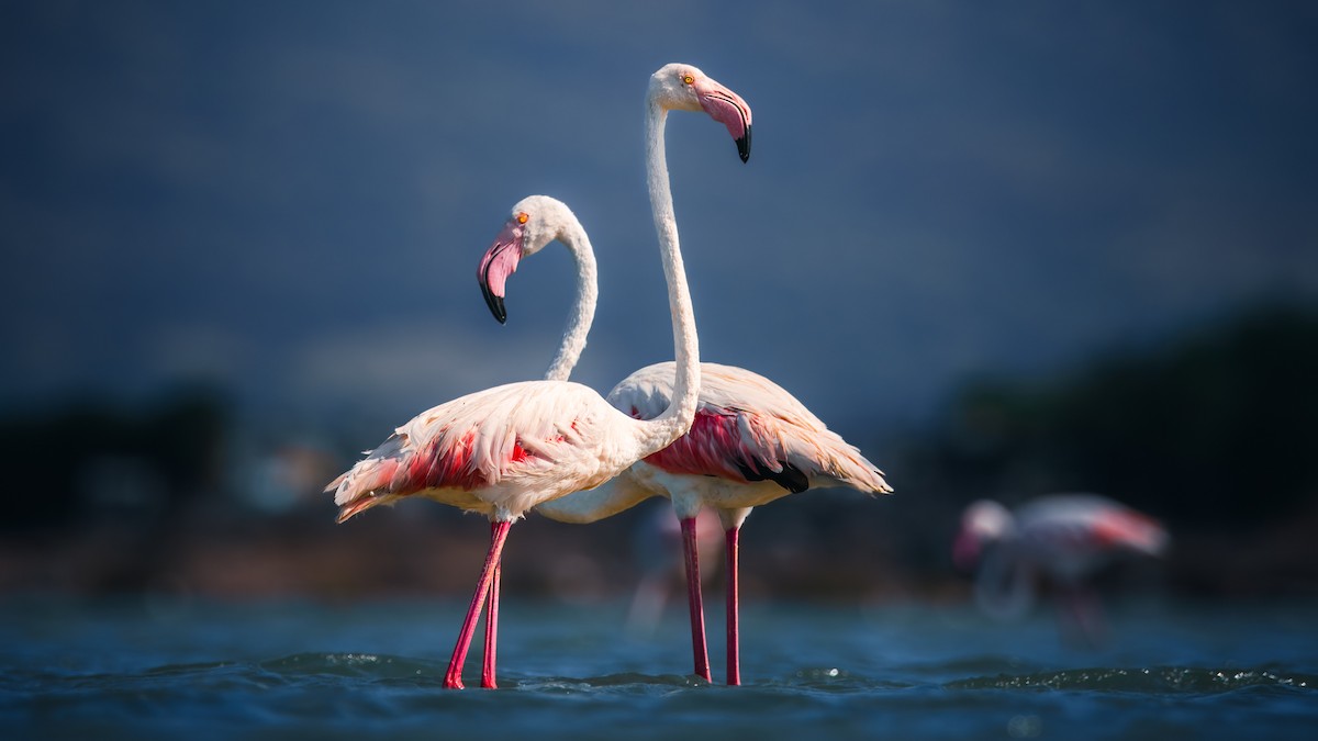 Greater Flamingo - ML643176822