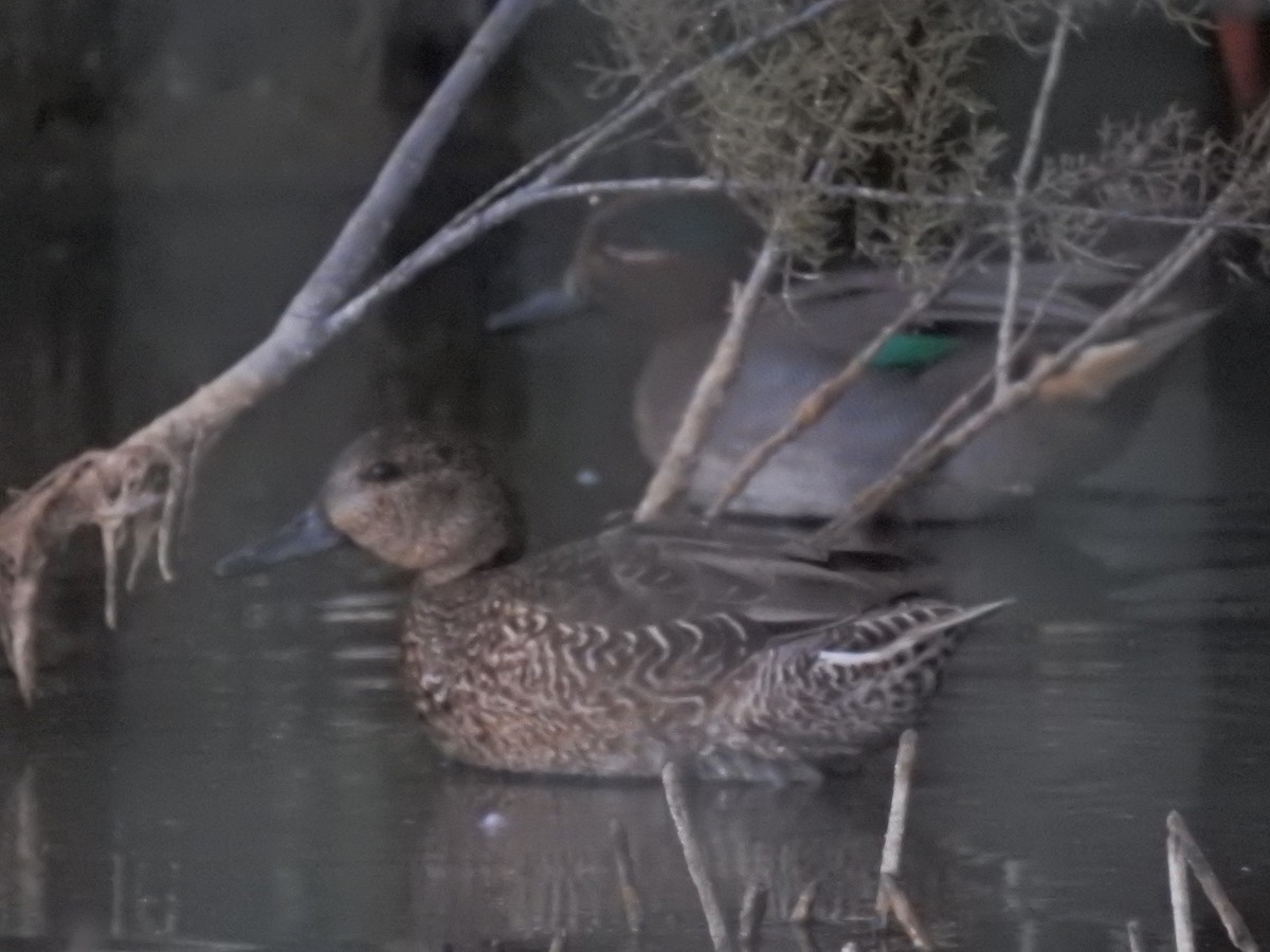 Green-winged Teal - ML643176831