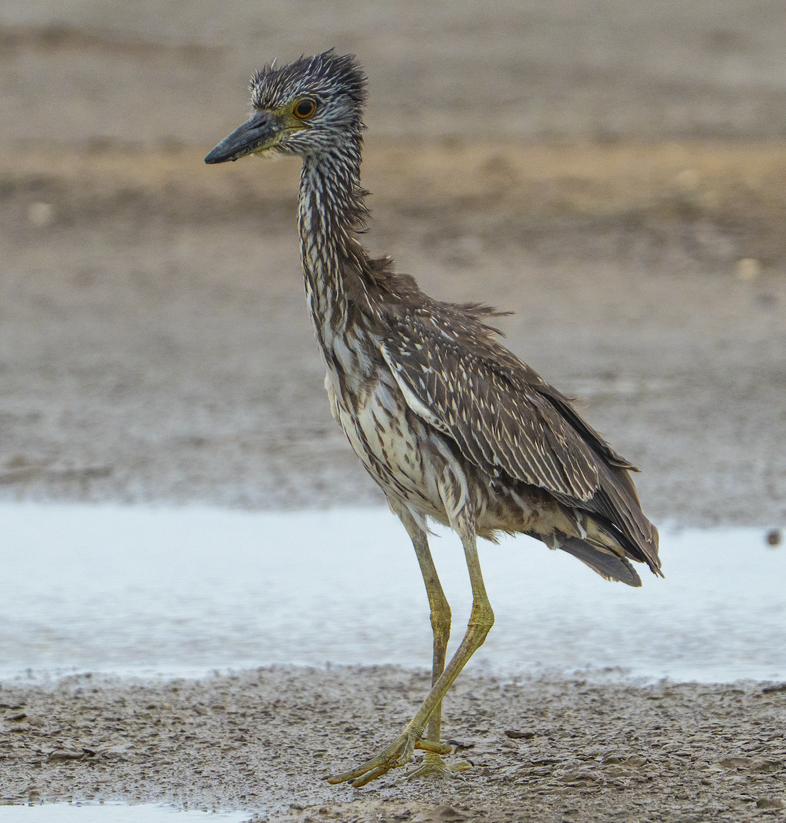 Yellow-crowned Night Heron - ML643176836
