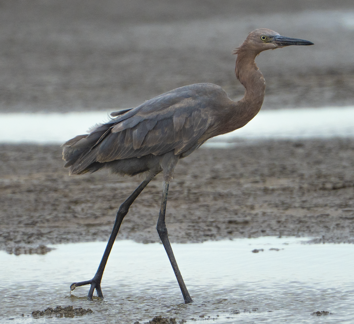 Reddish Egret - ML643176839